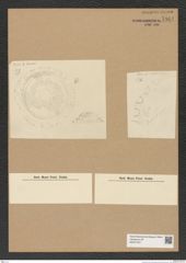 Diatomeae indet. Zeichnungen Sammlung Grunow Nr. 7961 (NHMW-BOT-W0377247)